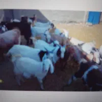 فروش ۲۰راس بزغاله نروماده ،جفتی ۴۵کیلو