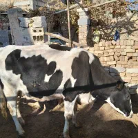 گاو شیری جوان