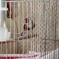 سره نر|پرنده|برخوار, |دیوار