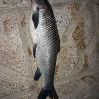 ماهی تازه ارس|ماهی|مرند, |دیوار