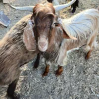 دوعددماده آبستن ویک عددنریک ساله