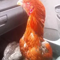 مرغ خروس لاری افغان