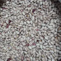 لوبیا چیتی ۲۷۰