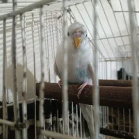 مرغ عشق نر|پرنده|شهریار, شهرک نماز (دینار آباد)|دیوار