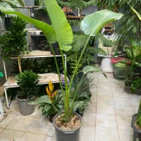 نخل نیکلای انواع گل گیاه اپارتمانی نیلا گالری|گل و گیاه طبیعی|لواسان, |دیوار