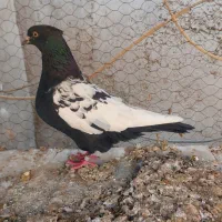 کبوتد|پرنده|قهدریجان, |دیوار