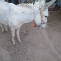 ماده خرجوان