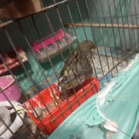 قناری ماده اماده