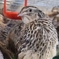 بلدرچین پایان دوره