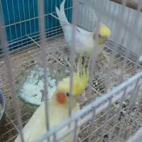 عروس هلندی باجوجه