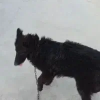 سگ ژرمن بلک و دوبرمن