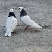 کبوتر طوقی|پرنده|شاهین دژ, |دیوار