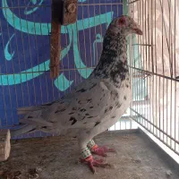 سار سرور کرباتی