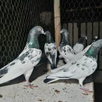 کبوتر تیدی پاکستانی واراکی|پرنده|شاهین‌شهر, طالقانی|دیوار