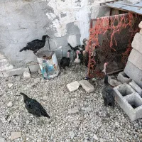 مرغ تخمگذار جوجه خروس|حیوانات مزرعه|رحمتآباد, |دیوار