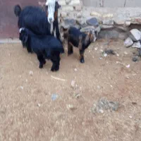 یک عدد بز دوقلو زا بادو کهره نر فروشی