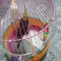 یک جفت عروس هلندی|پرنده|کوچصفهان, |دیوار