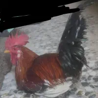 خروس یک سال جوان