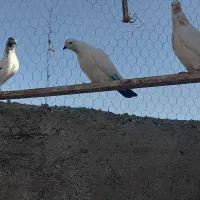 کبوتر پرشی آس|پرنده|محمدشهر, محمدشهر|دیوار