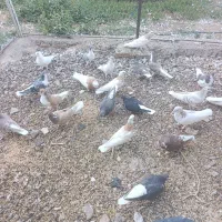 کبوتر ساده و طوقی|پرنده|نیشابور, راه آهن|دیوار