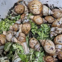 حلزون|خزنده|اسلام‌‌آباد غرب, |دیوار