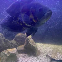 ماهی اسکار مولد فوق درشت