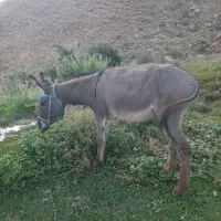 فروش الاغ