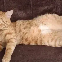 واگذاری رایگان