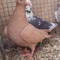 پرنده.کبوتر|پرنده|آباده, |دیوار