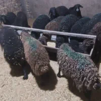 بره وزن ۳۵ تا ۴۰ کیلو تضمینی