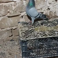 کفتر سبز صید