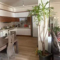 گل گیاه آپارتمانی سانسرویادیفن باخیا لیندا یوکا