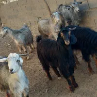 ۶راس بزغاله شیرکن.جو خورده