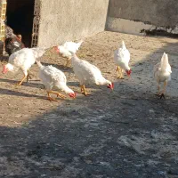 تعدادی خروس ۸ ماهه لوهمن سفید|حیوانات مزرعه|نسیمشهر, |دیوار