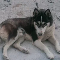 واگذاری سگ هاسکی