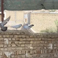 کبوتر شامی میکس دلبر