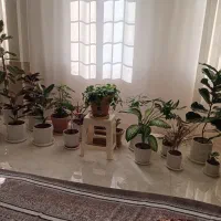کود کفتر