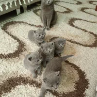 اسکاتیش با اصالت سن۲ماه  (اسکاتلندی)