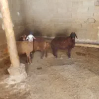 بره نر ماده