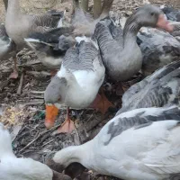 گله غاز تخمگذار|حیوانات مزرعه|لنگرود, |دیوار