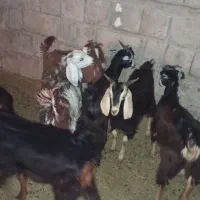 فروش کهر