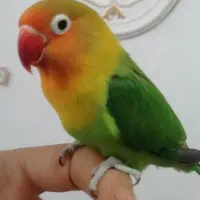 طوطی برزیلی دستی سخنگو
