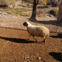 گوسفند|حیوانات مزرعه|جوانرود, |دیوار