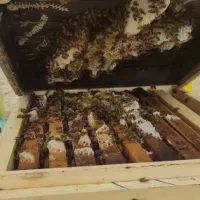 عسل کنار صددرصد خالص بشرط آزمایش