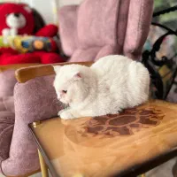 گربه اسکاتیش