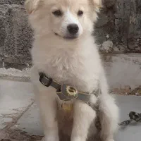 سگ پامر