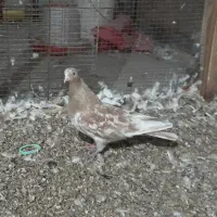 کفتر|پرنده|بندرلنگه, |دیوار