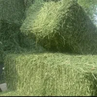 پرس یونجه سبز
