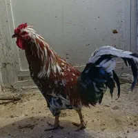 خروس چهل تاج بسیار زیبا و یک خروس محلی|حیوانات مزرعه|تهران, مینای شمالی (مخبر)|دیوار