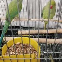 یک جفت طوطی ملنگو نروماده